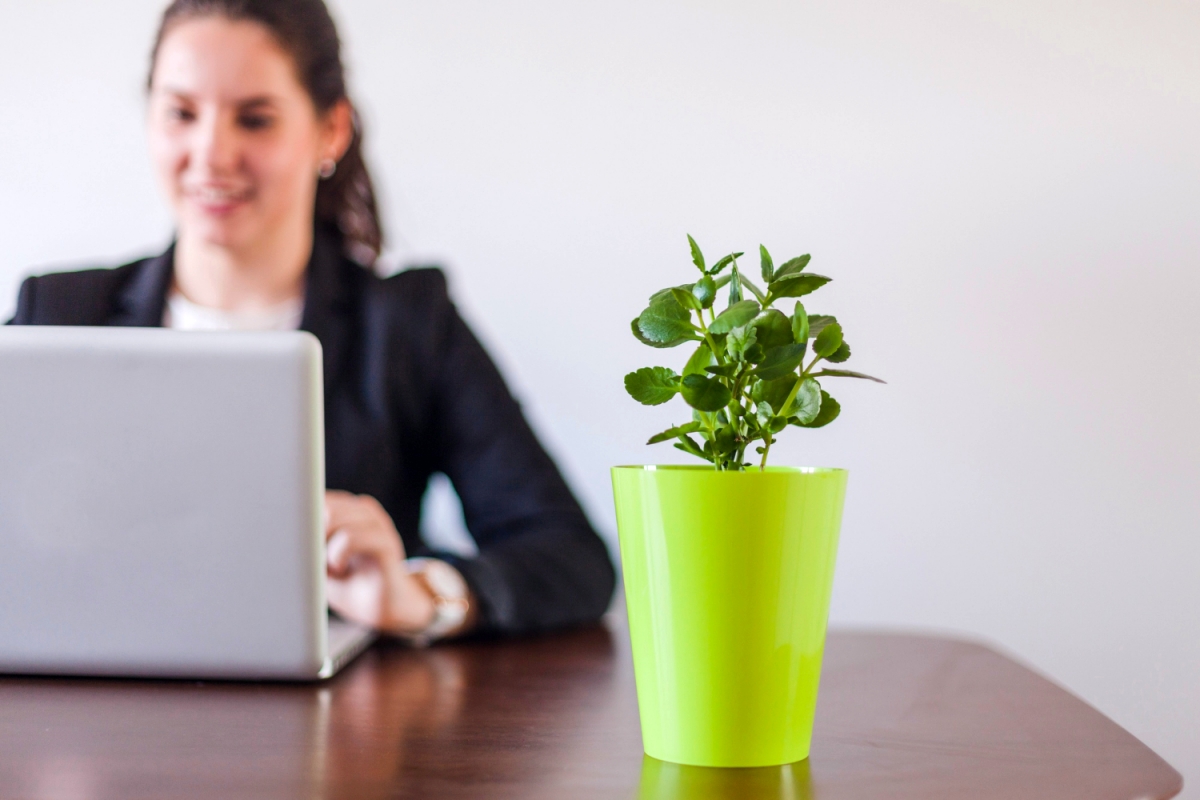Empreendedorismo Verde: Negócios Sustentáveis em Alta no Brasil