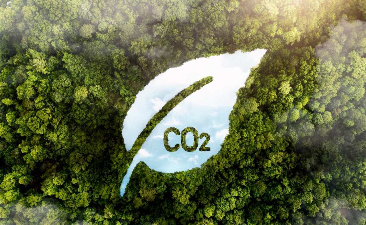 🌱 Reflorestamento e Mercado de Carbono: O Papel das Startups na Sustentabilidade